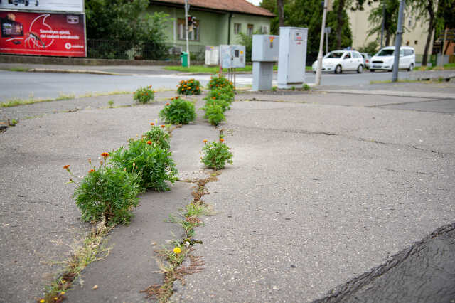 Kibujtak a virágok a járdából