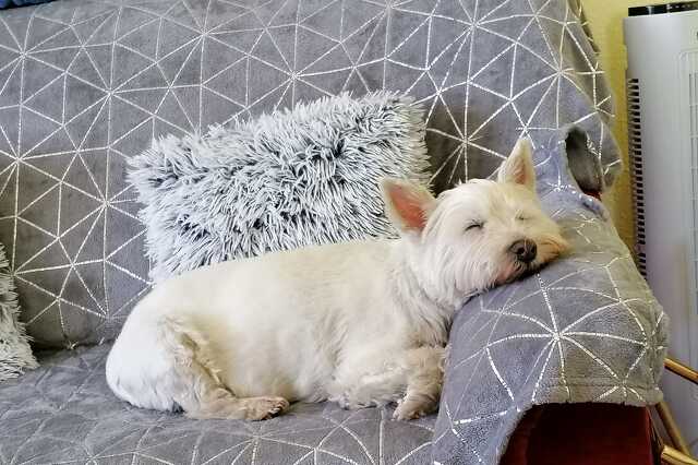 Gigi, a 15 éves cukorbeteg westie