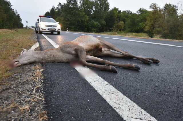 Szarvas ütközött Volvóval a 89-es úton