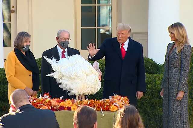 Donald Trump megkegyelmezett hálaadás alkalmából egy pulykának