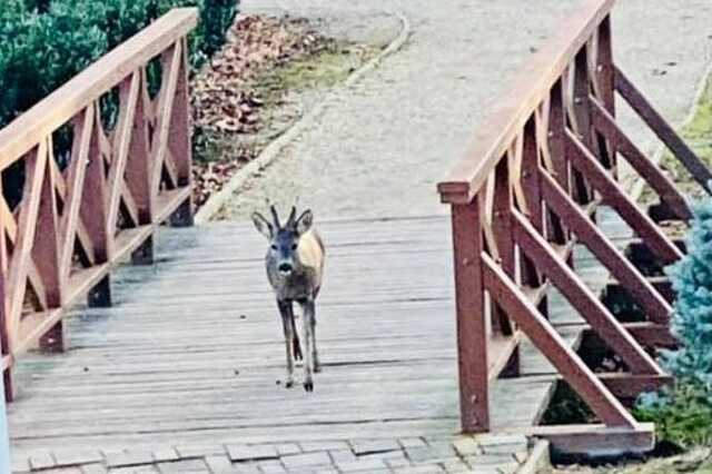 Őz az arborétumban