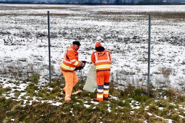 Egerészölyvet mentenek a közutasok
