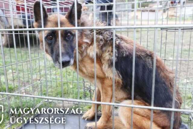 Halálra éheztette kutyáit a pécsi férfi