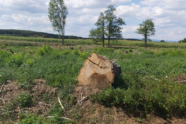 Fakivágás a Petőfi-telepen 2.