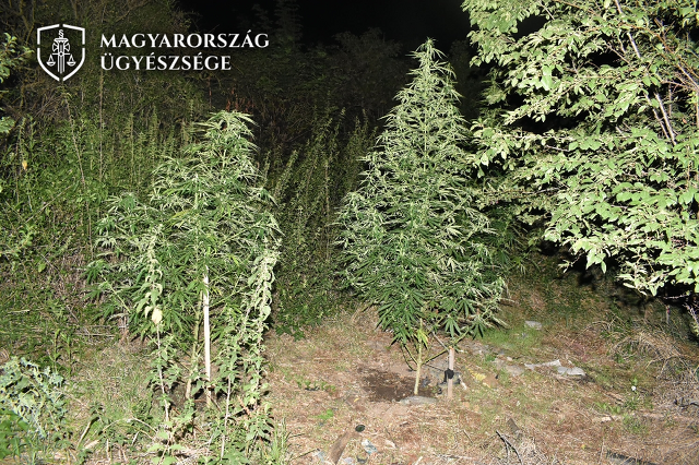 Kannabisz, kender, vadkender, marihuána
