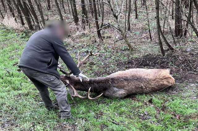 Szarvasbikát ütött el egy Ford Vasvár közelében, a 74-es főúton Fotó: Olvasó