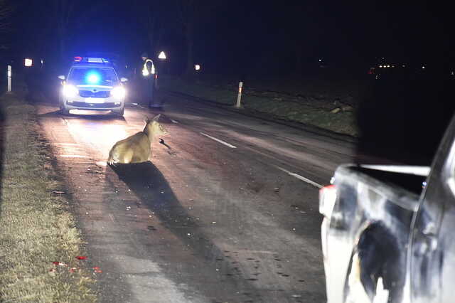 Isuzu oldalának rohant egy szarvas Lukácsháza közelében