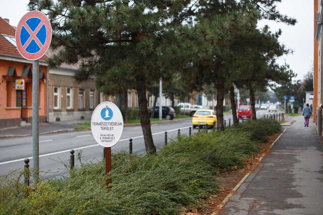A feketefenyő fasor