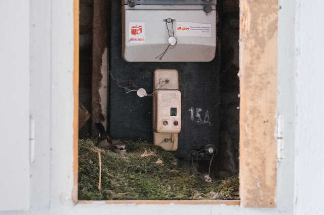 Fészekrakó program az EON-nál