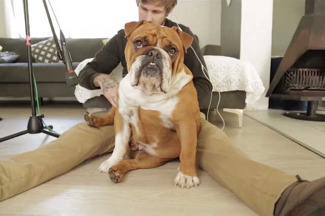 a bulldog, aki hangszer