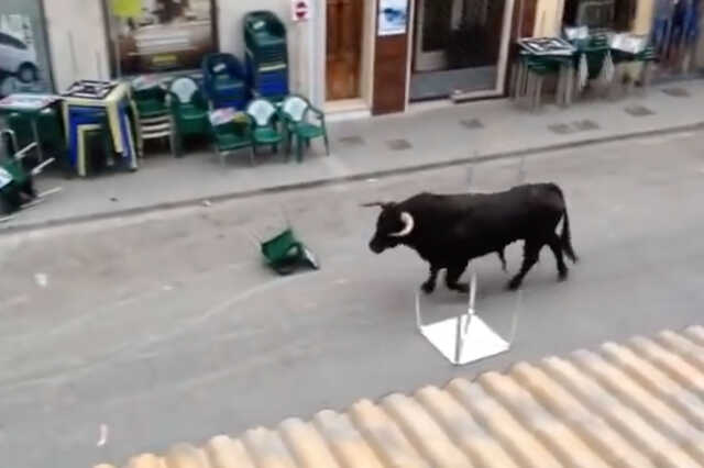 Bankfiókba ment a bika
