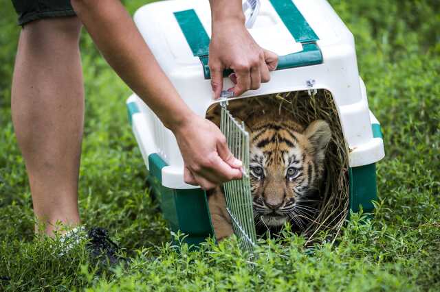 Szibériai tigris érkezett a veszprémi állatkertbe