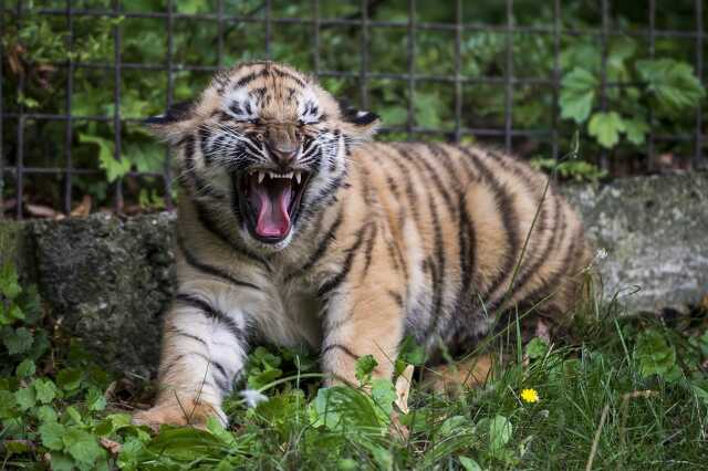 Szibériai tigris érkezett a veszprémi állatkertbe