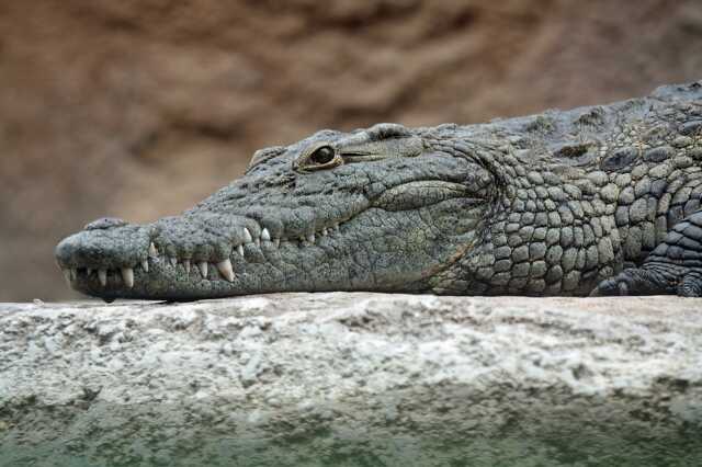 Krokodil