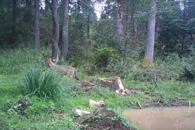 Farkaskölyök az Aggteleki Nemzeti Parkban