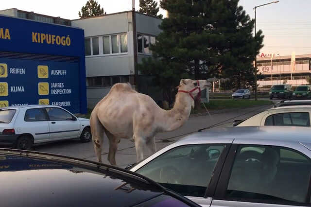 Cirkuszból megszökött dromedár