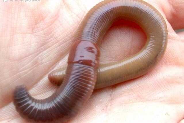 Giliszta