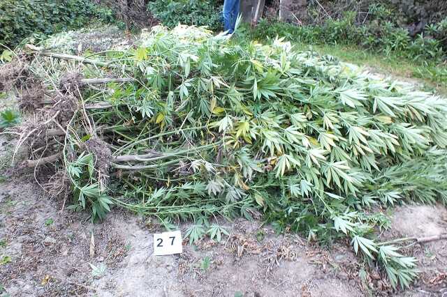 Hatalmas cannabis bokrokat találtak a zalai rendőrök