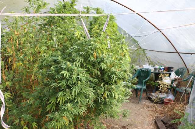 Cannabis-ültetvényre bukkant a rendőrség