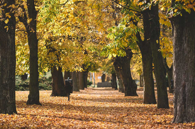 Ősz az Ezredévi parkban