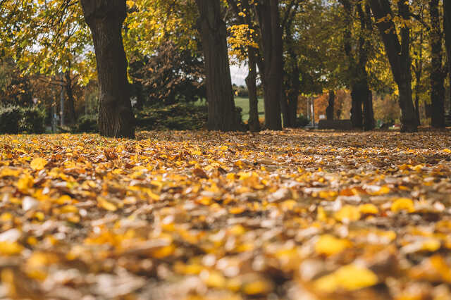 Ősz az Ezredévi parkban