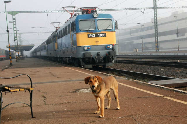 máv