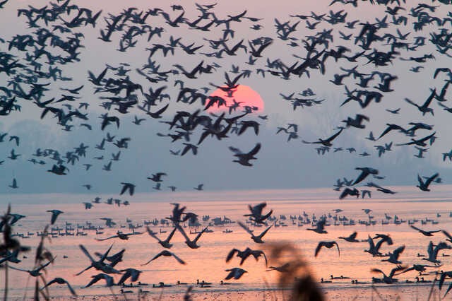 Vadludak a Kis-Balatonnál
