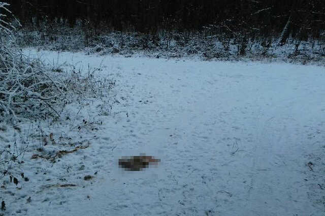 Állati belsőségek a dozmati erdőben