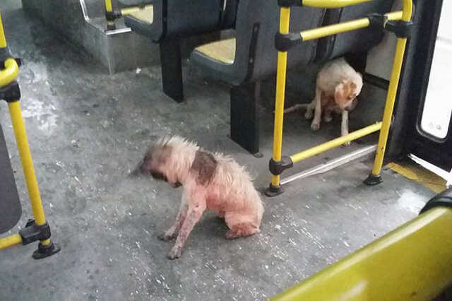 Kutyák az argentín buszon
