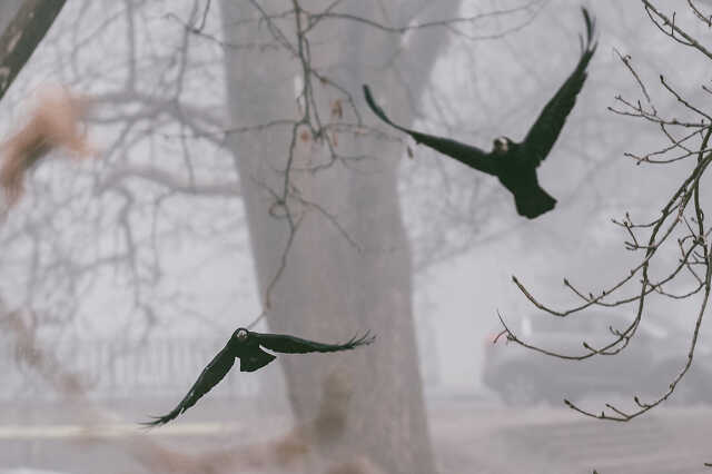 Hajsza