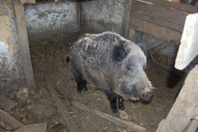 Orvvadász