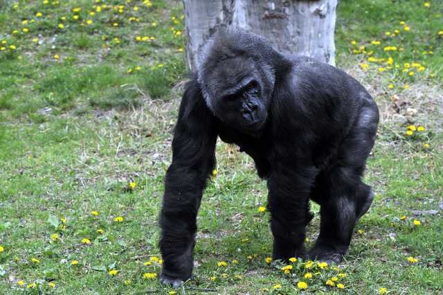 Gyümölcstortával köszöntik 40. születésnapján Lieselt, a Fővárosi Állat- és Növénykert nőstény gorilláját