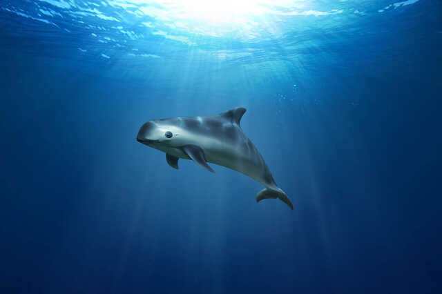 Disznódelfin