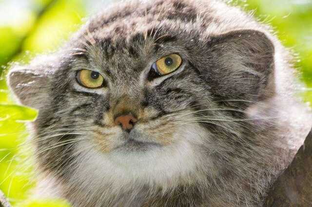 Manul