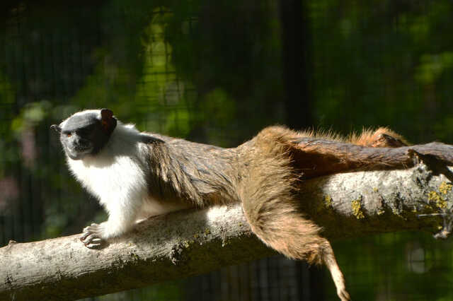 csupaszpofájú tamarin