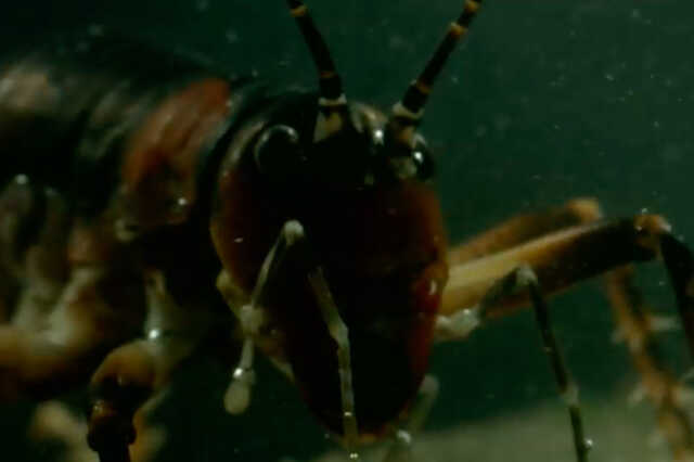 Weta szöcske