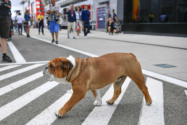 Lewis Hamilton egyik kutyája a Forma-1-es Magyar Nagydíj szabadedzésén
