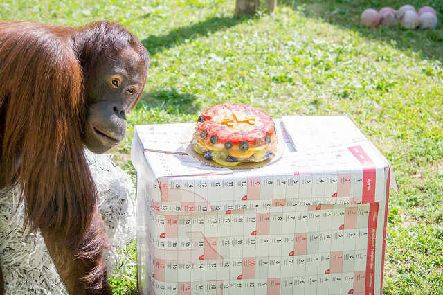 Borneói orangutánok a nyíregyházi állatkertben