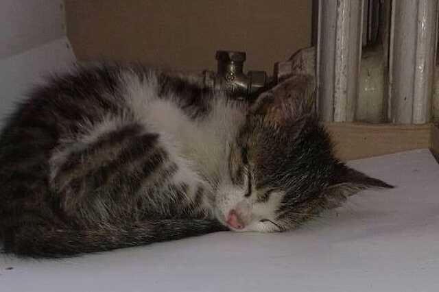 Houdini, a kiszabadult cica
