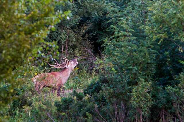 Gímszarvas (Cervus elaphus) bika a szarvasbőgés idején