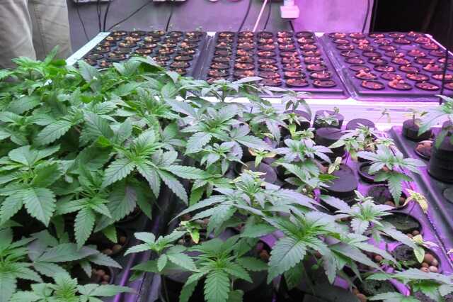 Kannabisz ültetvény