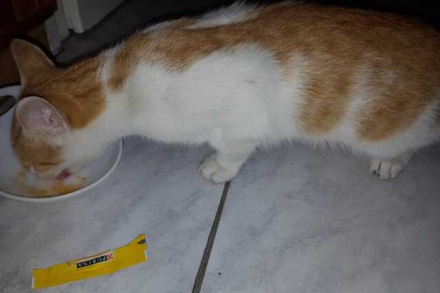 Kóbor macska