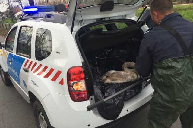 Hattyút mentettek 