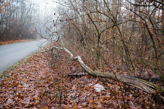 Kidőlt fa, leszakadt ág a Parkerdőbe vezető úton