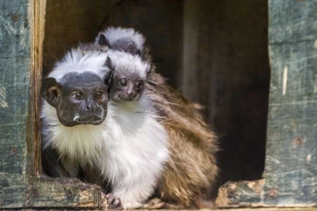 Csupaszpofájó tamarin