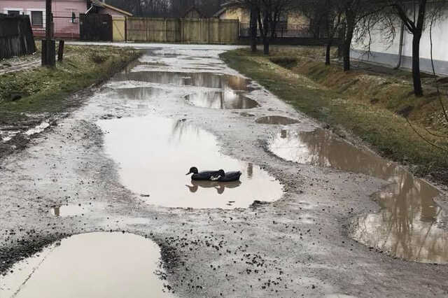 Kacsák úsznak egy békési út kátyújában