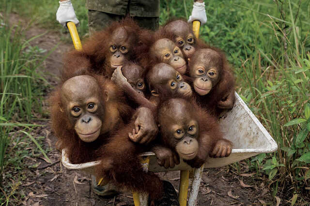 Orangutánok 