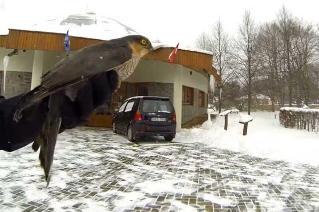 Karvaly 