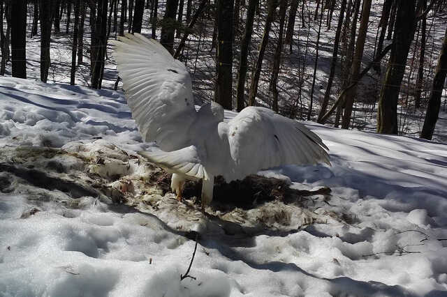 Fehér egerészölyv Kétvölgyön