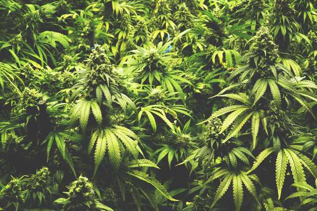 Kannabisz a LIDL-ben